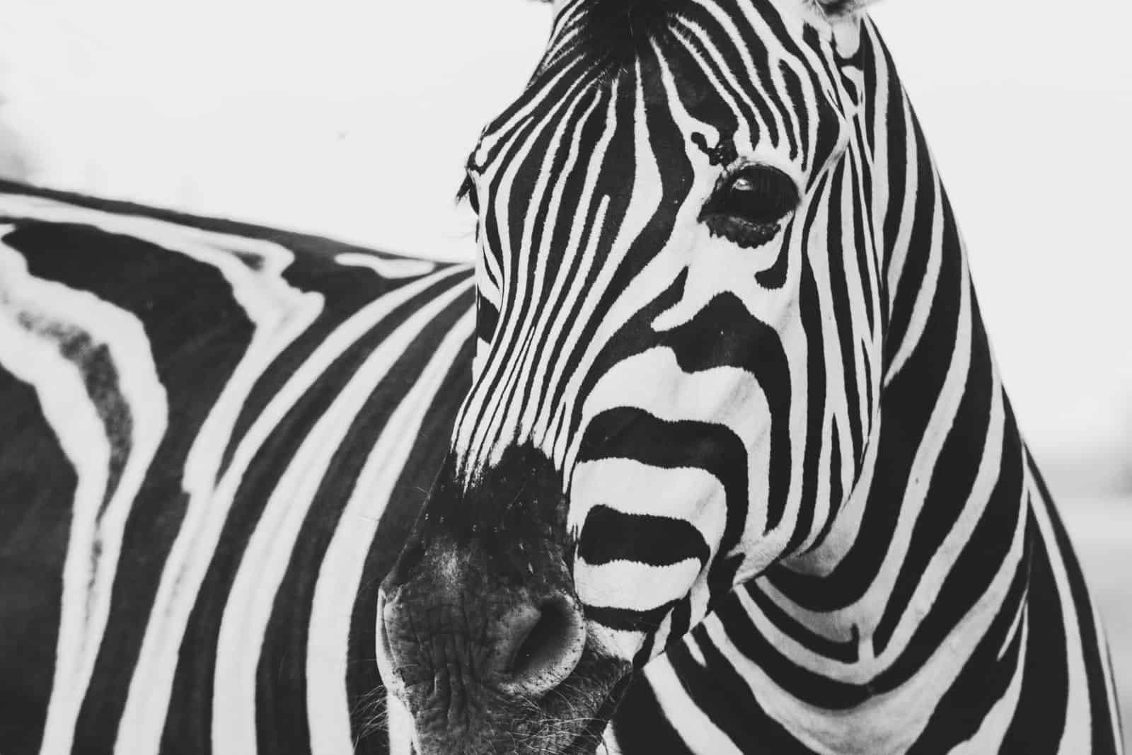 Bizarre House Insurance Claims - T&R Direct